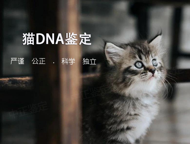 猫做动物亲子鉴定